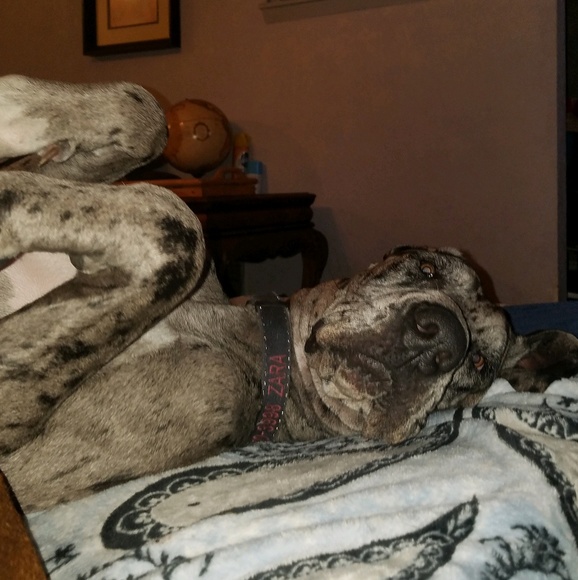 Meet your Posher, Lina - Picture 1 of 1